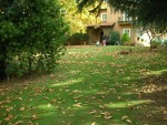 Castelli Romani Villa in the shade of the chestnut tree